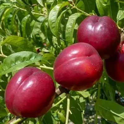 Нектарин БИГ-ТОП в Сморгони