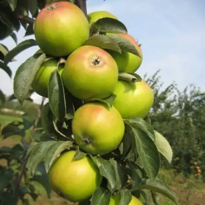 Яблоня ЛУКОМОР колонновидная в Сморгони