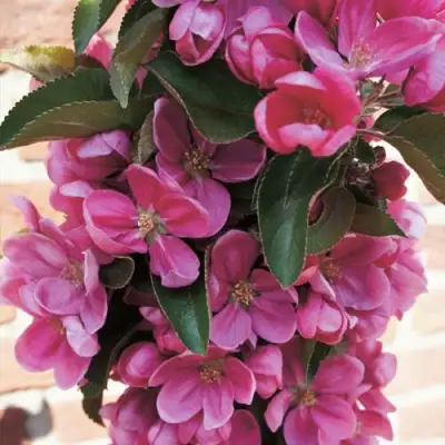 Яблоня ЗЕЛЁНЫЙ БУКЕТ декоративная в Сморгони