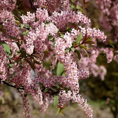 Черемуха НЕЖНОСТЬ в Сморгони