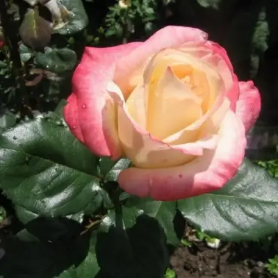 Роза БЕЛА ПЕРЛА чайно-гибридная в Сморгони