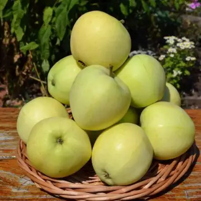 Яблоня ПАПИРОВКА в Сморгони