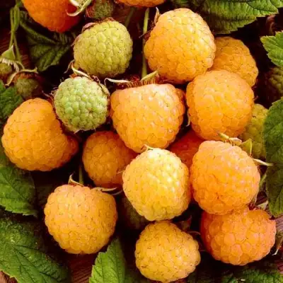 Малина ЗОЛОТЫЕ КУПОЛА в Сморгони