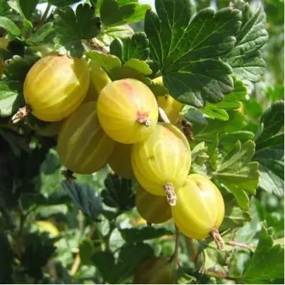 Крыжовник БЕРИЛЛ в Сморгони