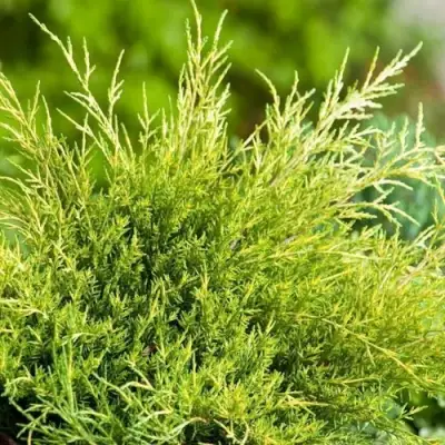 Можжевельник ОЛД ГОЛД средний в Сморгони