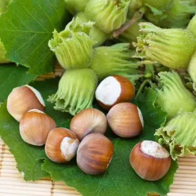 Фундук КРЕПКИЙ ОРЕШЕК в Сморгони