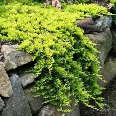 Можжевельник ГОЛДЕН КАРПЕТ горизонтальный  в Сморгони