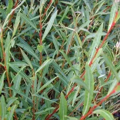 Ива НАНА пурпурная в Сморгони