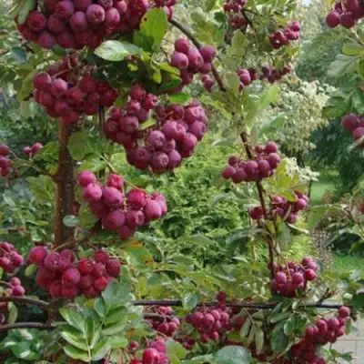 Рябина ДЕСЕРТНАЯ МИЧУРИНА сладкоплодная в Сморгони