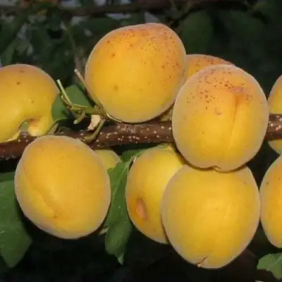 Абрикос ДЕСЕРТНЫЙ ГОЛУБЕВА в Сморгони