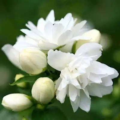 Жасмин ШНЕЕШТРУМ в Сморгони