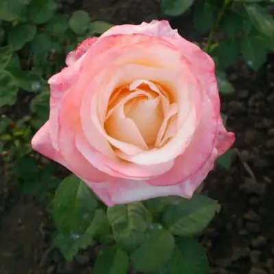 Роза БЕЛА ПЕРЛА чайно-гибридная в Сморгони