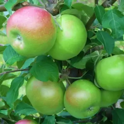 Яблоня НАВАВИТА в Сморгони