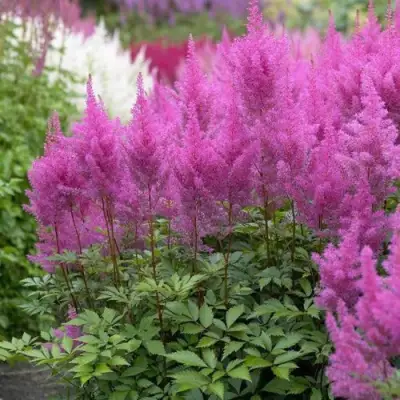 Астильба АМЕТИСТ Арендса в Сморгони