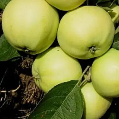 Яблоня ПАПИРОВКА в Сморгони