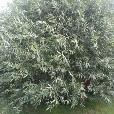 Ива СЕРЕБРИСТАЯ в Сморгони