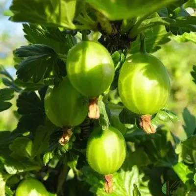 Крыжовник МАЛАХИТ в Сморгони