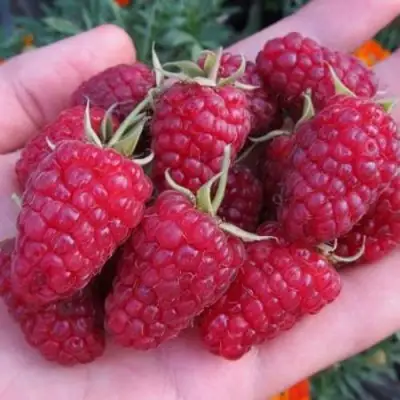 Малина МОСКОВСКИЙ ВЕЛИКАН в Сморгони