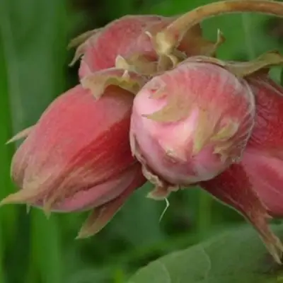 Фундук АКАДЕМИК ЯБЛОКОВ в Сморгони