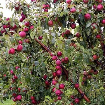 Яблоня ЛОБО в Сморгони