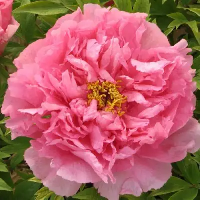 Пион СЕРЕБРИСТЫЙ РУЧЕЙ древовидный в Сморгони