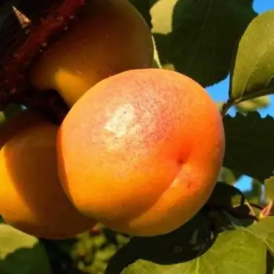Абрикос СПАДЧЫНА в Сморгони