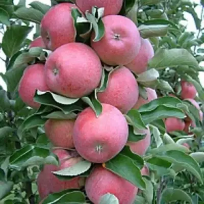 Яблоня АНТЕЙ КИЕВСКИЙ колонновидная в Сморгони