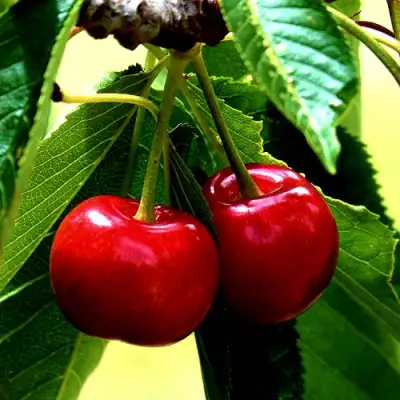 Вишня НИКА в Сморгони