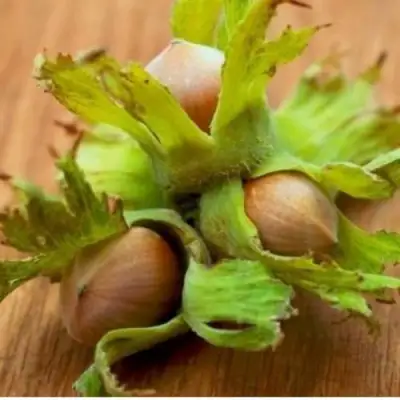 Фундук ГИГАНТ ТАМБОВСКИЙ в Сморгони