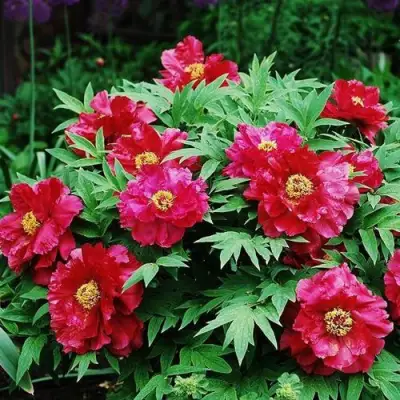 Пион КРАСНЫЙ ЛОТОС древовидный в Сморгони