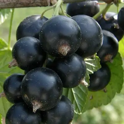 Смородина черная КЛУССОНОВСКАЯ в Сморгони