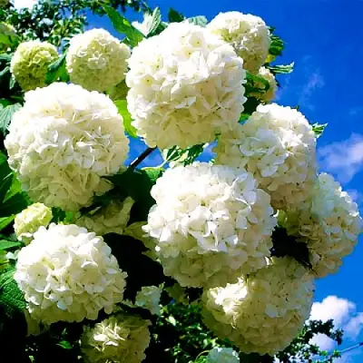 Калина БУЛЬДЕНЕЖ в Сморгони