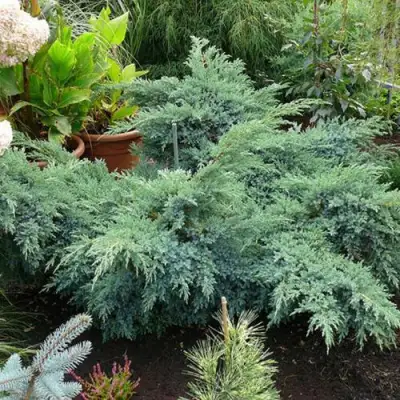 Можжевельник БЛЮ ШВЕД (СВИД) чешуйчатый в Сморгони