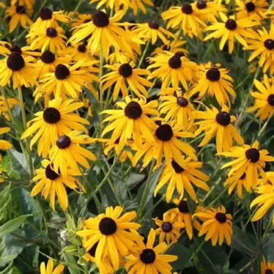 Рудбекия блестящая в Сморгони