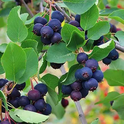 Ирга THIESSEN в Сморгони