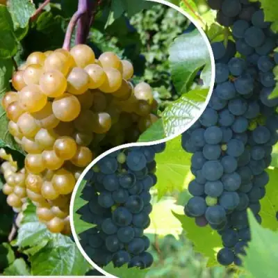 Комплект ИНЬ-ЯНЬ в Сморгони