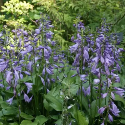 Хоста ГАРРИ ВАН ТРИЕР в Сморгони