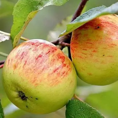 Яблоня РАНЕТКА (КОРОБОВКА) в Сморгони