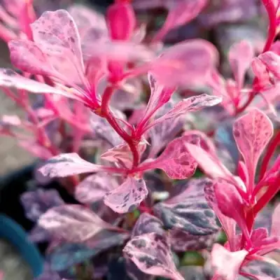 Барбарис РОУЗ ГЛОУ тунберга в Сморгони