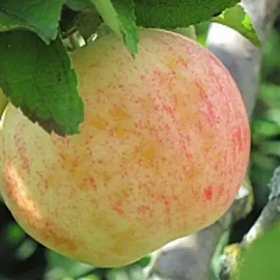 Яблоня ЛЕТНЕЕ СЛАДКОЕ в Сморгони