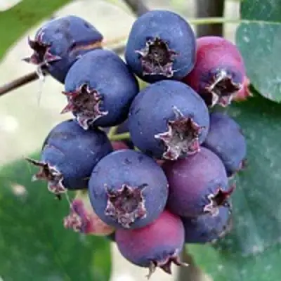 Ирга SLEYT в Сморгони