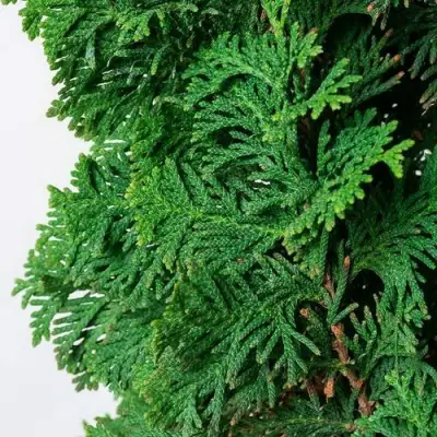 Туя СПИРАЛИС западная в Сморгони