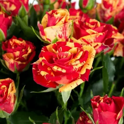 Роза ФАЙЕР ФЛЕШ спрей в Сморгони