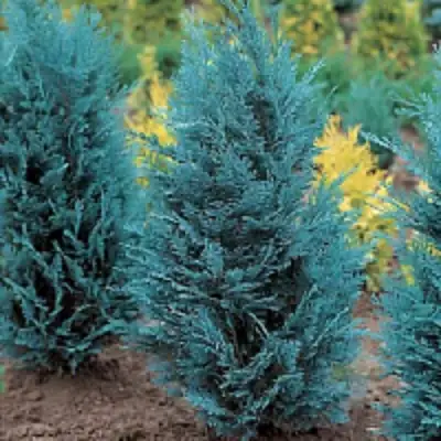 Кипарисовик ВАН ПЕЛЬТС БЛЮ лавсона в Сморгони