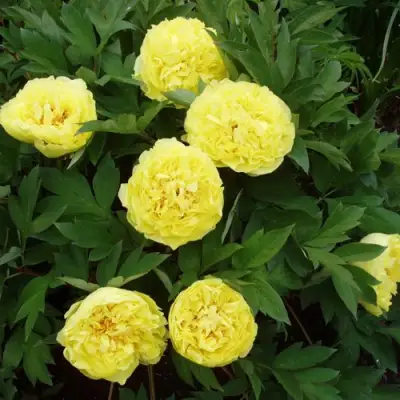 Пион ЗОЛОТАЯ КОРОНА древовидный в Сморгони