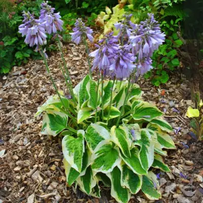 Хоста АУРЕОМАРГИНАТА в Сморгони