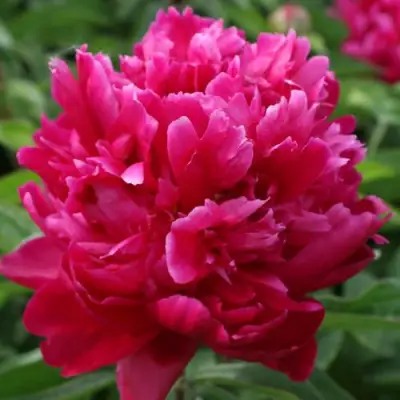 Пион ПЕСНЬ ВЕТРА травянистый в Сморгони