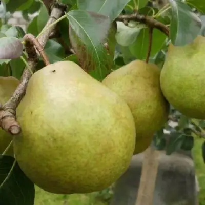 Груша ПЛАТОНОВСКАЯ в Сморгони