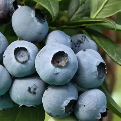 Голубика НЕЛЬСОН в Сморгони