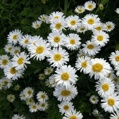 Астра АЛЬБУС альпийская в Сморгони